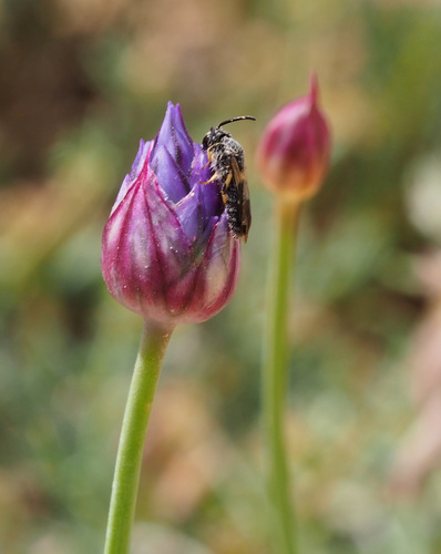 Allium ascalonicum (Shallot) — photo