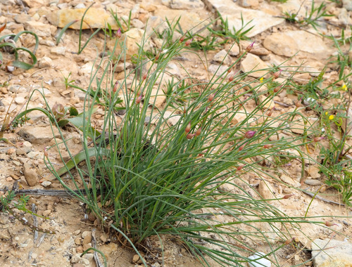 Allium ascalonicum (Shallot) — photo