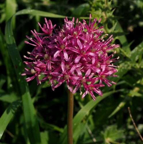 Allium aschersonianum (Israel wild onion) — photo