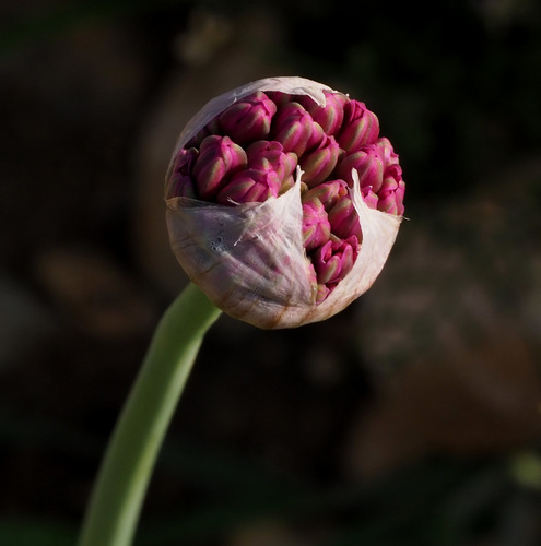 Allium aschersonianum (Israel wild onion) — photo