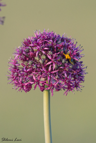 Allium aschersonianum