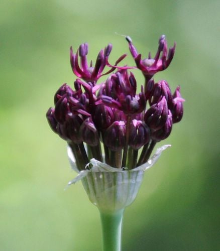 Allium atropurpureum (Mini purple allium) — photo