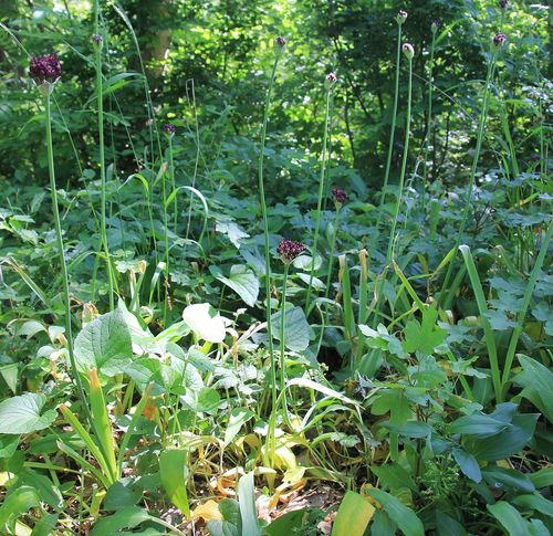Allium atropurpureum (Mini purple allium) — photo
