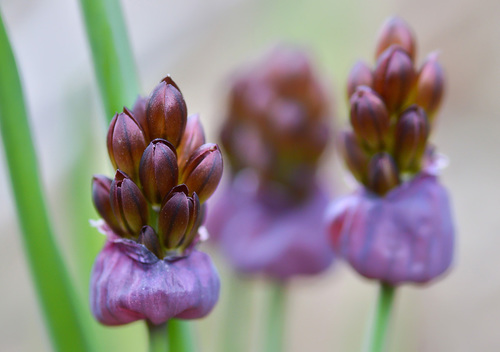 Allium atrosanguineum — photo