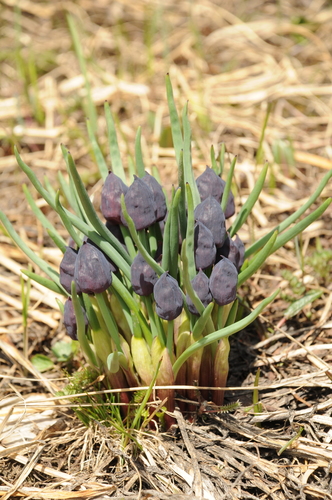 Allium atrosanguineum — photo
