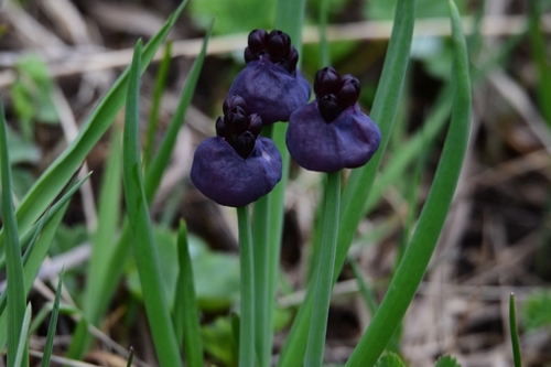 Allium atrosanguineum