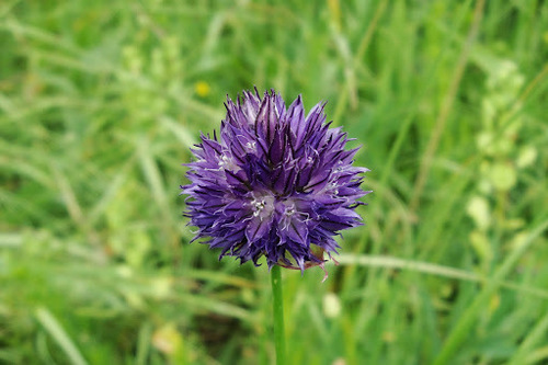Allium aucheri — photo
