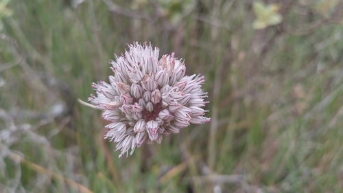 Allium baeticum (Wild leek) — photo