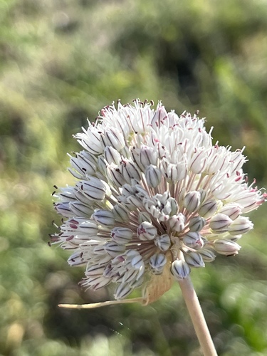 Allium baeticum (Wild leek) — photo
