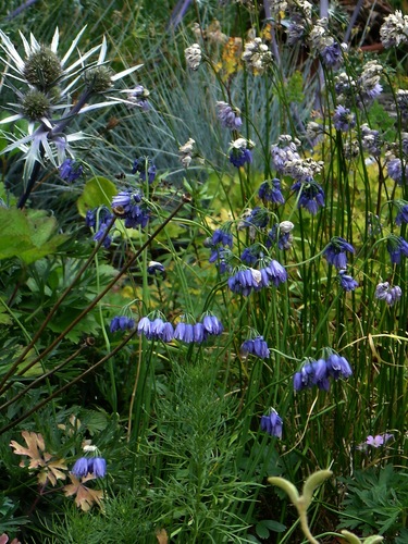 Allium beesianum (Chinese blue flowered allium) — photo