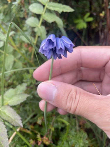 Allium beesianum (Chinese blue flowered allium) — photo