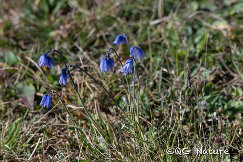 Allium beesianum
