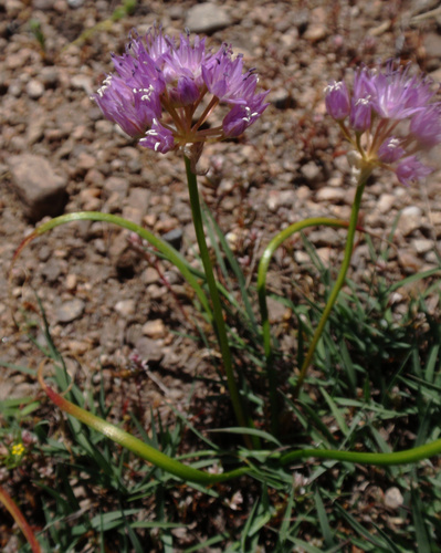 Allium bisceptrum (Aspen onion) — photo