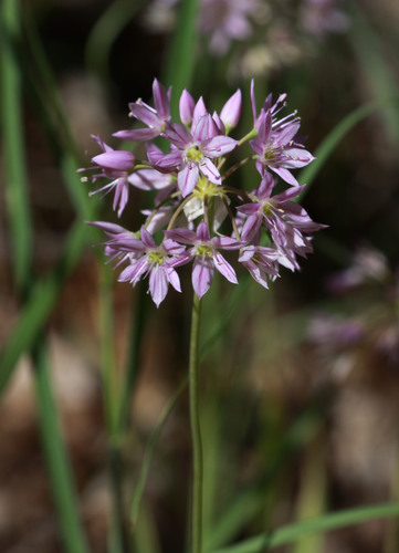Allium bisceptrum (Aspen onion) — photo