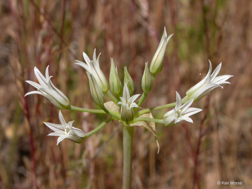 Allium bolanderi (Bolander's onion) — photo