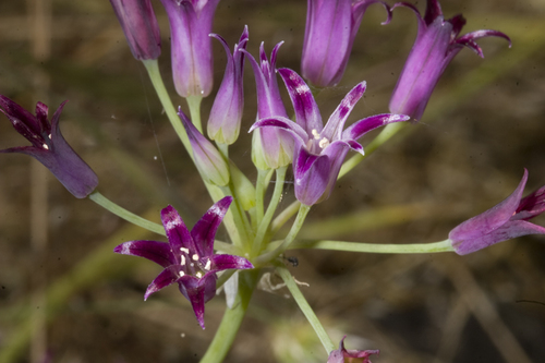 Allium bolanderi (Bolander's onion) — photo