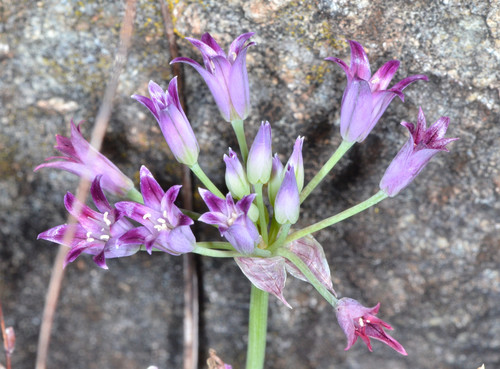 Allium bolanderi