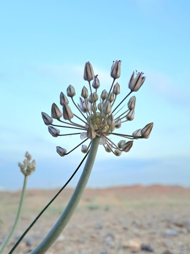 Allium borszczowii — photo