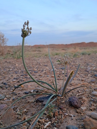 Allium borszczowii — photo
