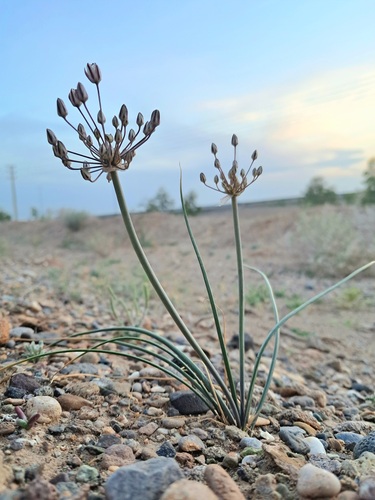 Allium borszczowii