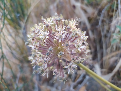 Allium brevidentiforme — photo