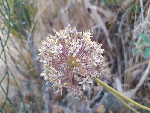 Allium brevidentiforme