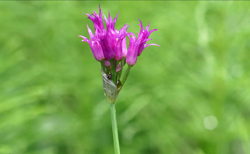 Allium brevistylum (Shortstyle onion) — photo