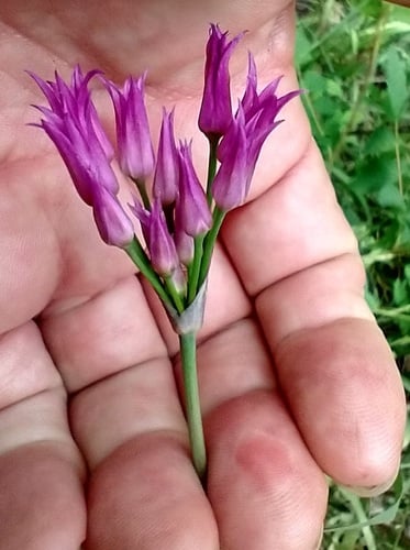 Allium brevistylum (Shortstyle onion) — photo