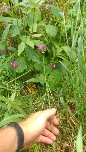 Allium brevistylum