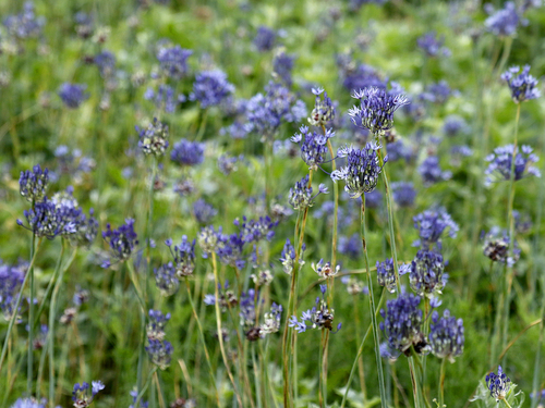 Allium caeruleum (Blue globe onion) — photo