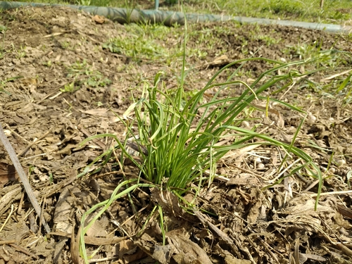 Allium caeruleum (Blue globe onion) — photo