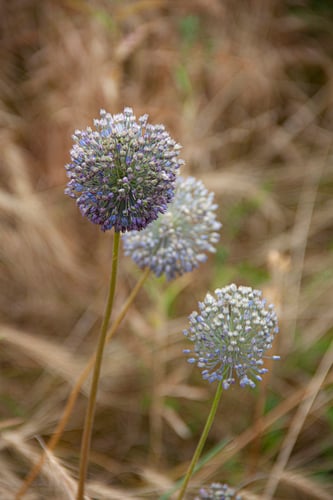 Allium caesium (Blue onion) — photo