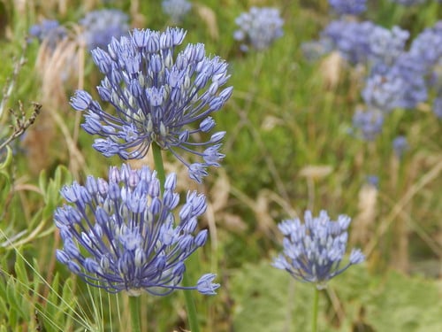 Allium caesium