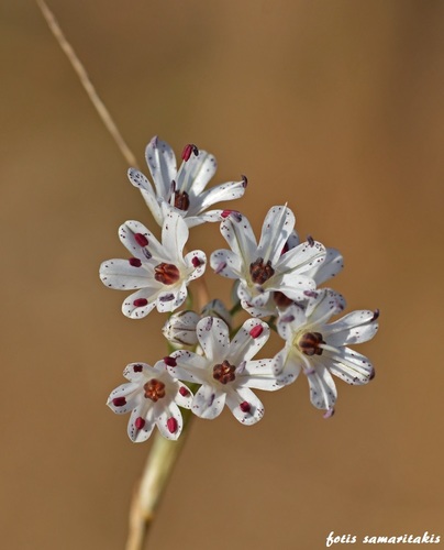 Allium callimischon (Autumn flowered onion) — photo