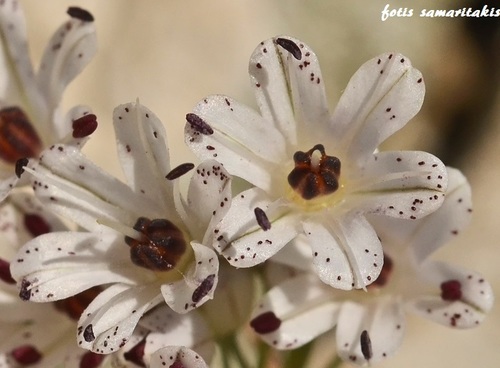 Allium callimischon (Autumn flowered onion) — photo