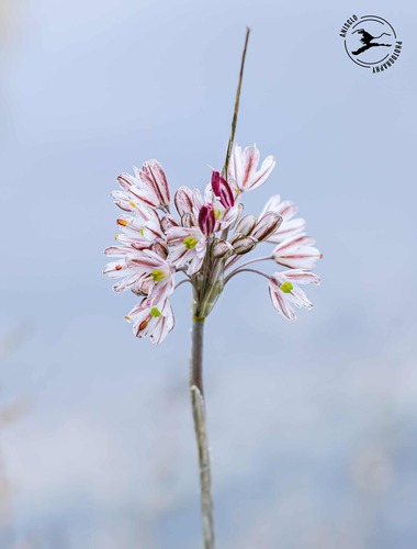 Allium callimischon