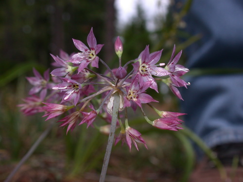 Allium campanulatum (Dusky onion) — photo
