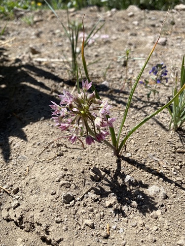 Allium campanulatum (Dusky onion) — photo