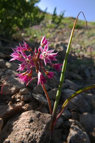 Allium campanulatum