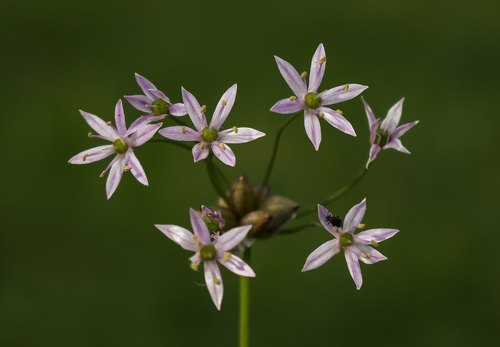 Allium canadense (Wild garlic) — photo