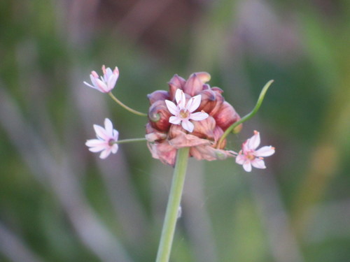 Allium canadense (Wild garlic) — photo