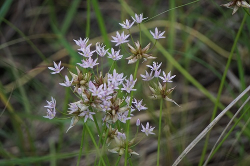Allium canadense