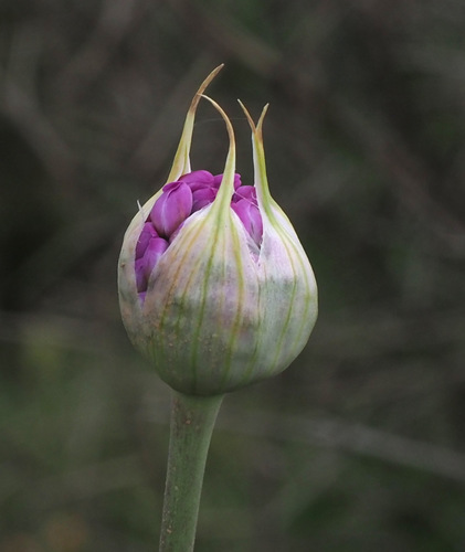 Allium carmeli (Mount Carmel onion) — photo