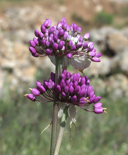 Allium carmeli (Mount Carmel onion) — photo
