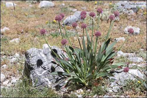 Allium carolinianum — photo