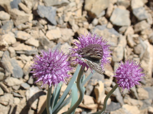 Allium carolinianum — photo