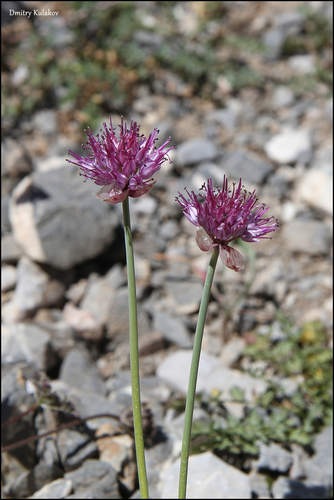 Allium carolinianum