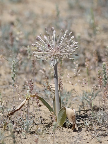 Allium caspium — photo