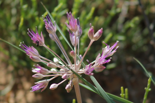 Allium caspium