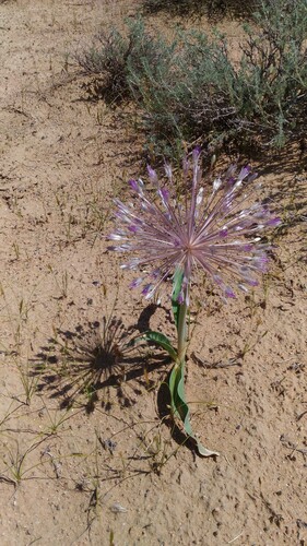 Allium caspium — photo